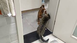 Crezy Dog and Cat Fight  Angry Cat  Funny Dog  Daily Cat life