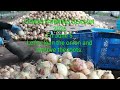 FARM LYN is SILENT live! Let's clean the onion and remove the roots.