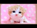 かりそめのラブソング 新沼謙治/朝川ひろこカバー 竹ちゃんアンド加代