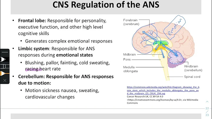 CNS Regulation of ANS