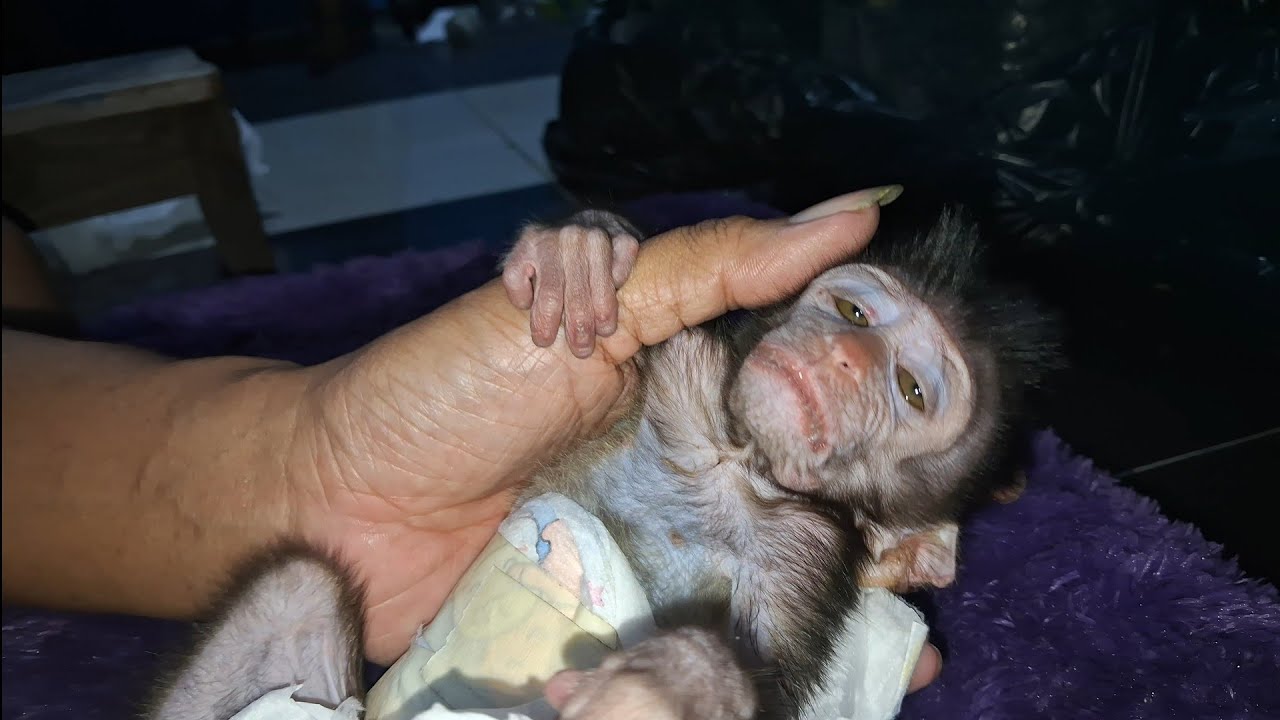 caring baby monkey in night