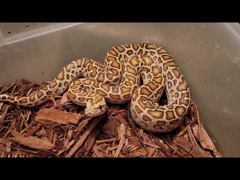 FEMALE HYPO HET ALBINO 66% HET GRANITE #20BPRJ02