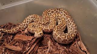FEMALE HYPO HET ALBINO 66% HET GRANITE #20BPRJ02 Profile