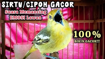 Pancingan TERAMPUH bikin Sirtu/Cipoh EMOSI Langsung Gacor seketika # sirtu gacor