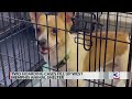 120 dogs in West Memphis shelter need homes