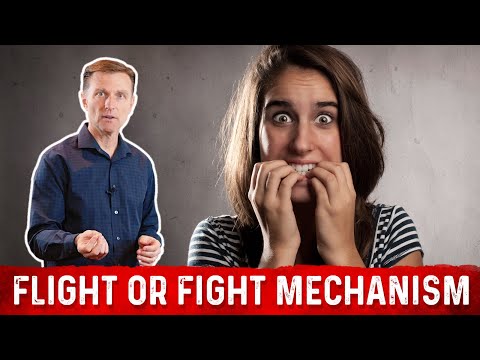 The FLIGHT or FIGHT mechanism explained in a simple way