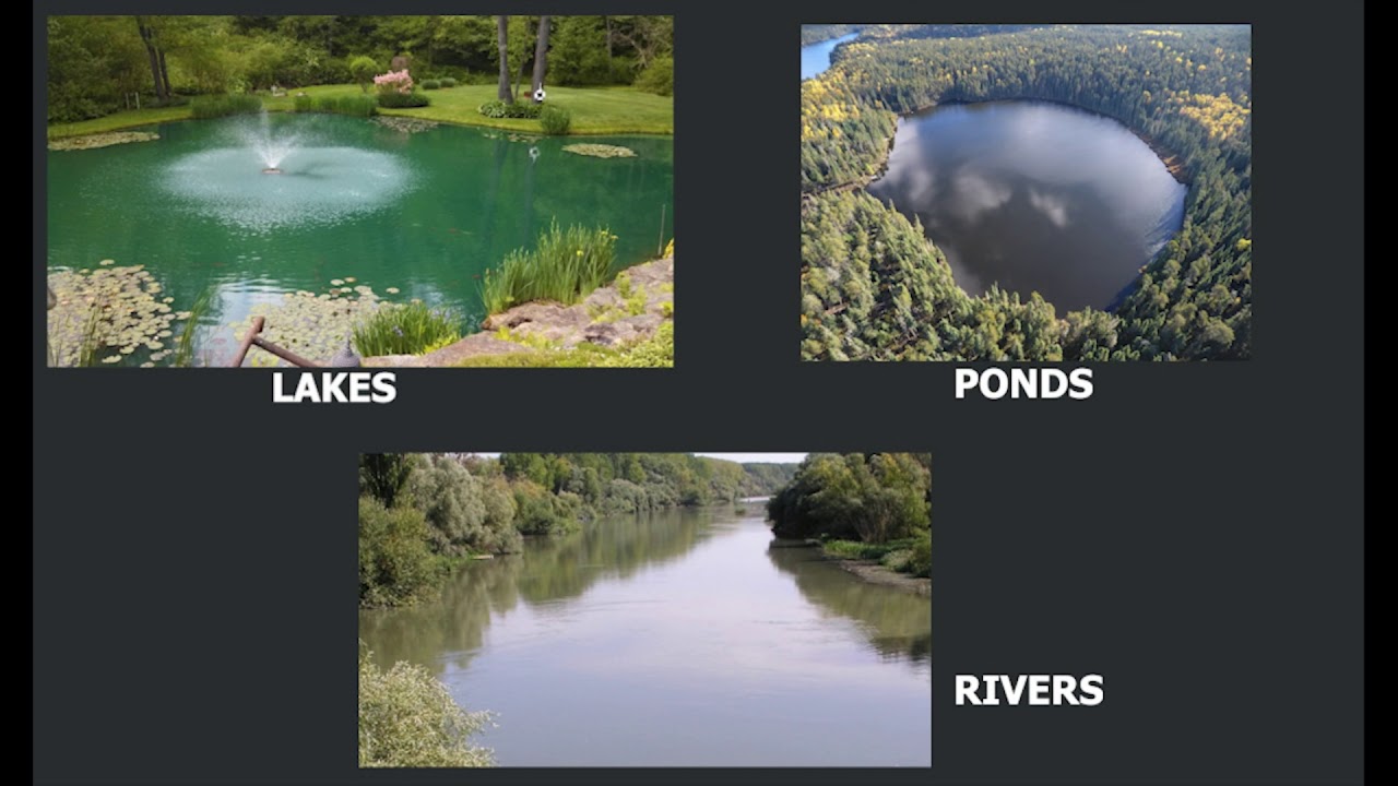 Aquatic Habitat of Plants YouTube