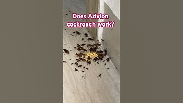 Does Advion cockroach work? Dale Prime Property Management Services