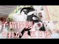 【保護子猫】 あれから五日後｡ #006