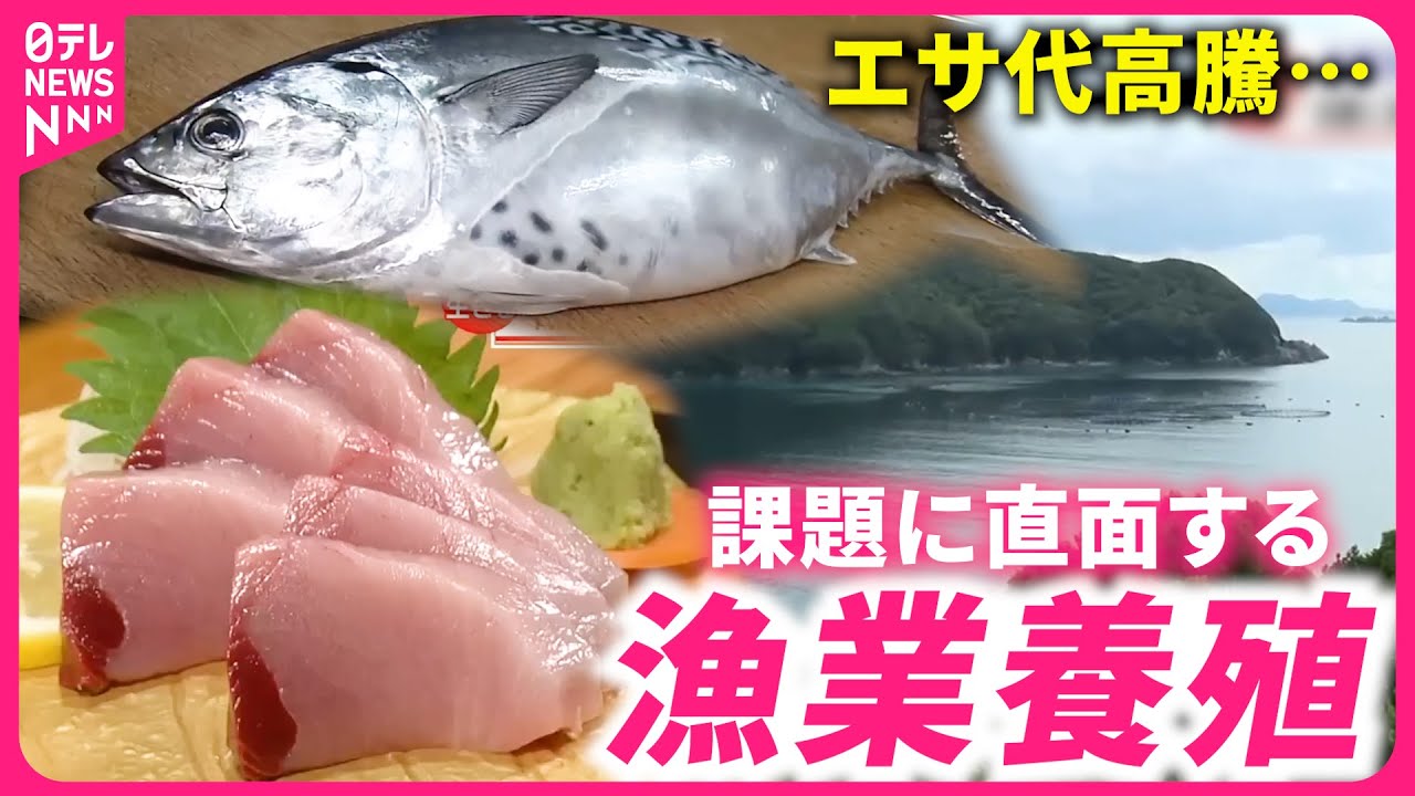 【課題】エサ代高騰で撤退も… 魚類養殖の厳しい現実と未来への思い　愛媛　NNNセレクション