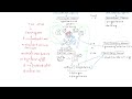 PCOS, the Menstrual Cycle and the Rotterdam Criteria (AKA Polyendocrine Metabolic Ovarian Syndrome)