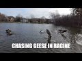 Racine, Wisconsin | Chasing Geese