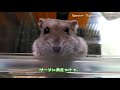 ももちゃんと遊ぶ。【ハムスターと楽しく過ごそう!!】