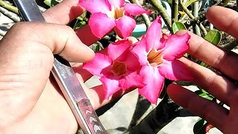 Hoa sứ tết - cắt vào thời điểm nào kịp tết chia sẻ ba thời điểm các bạn tham khảo nhé