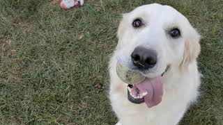 Yard Time with Willow the retriever playing fetch 🐶🦴 | Pet Friendly by Pet Friendly 151 views 1 year ago 1 minute, 58 seconds