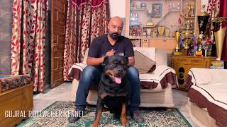 Punjab ~ How To Choose Rottweilers Bloodlines And Puppies | For First Time Owners |Gujral Rottweiler