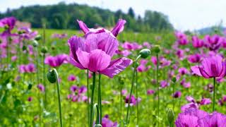 Field flowers, meadow and calm music / Полевые цветы, луг и спокойная музыка