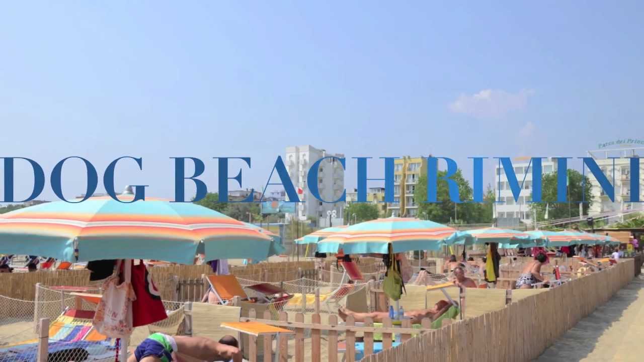 spiaggia per cani a rimini rimini dog no problem
