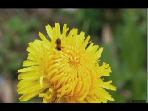 Video: ¿Las abejas melíferas ven el color ultravioleta?