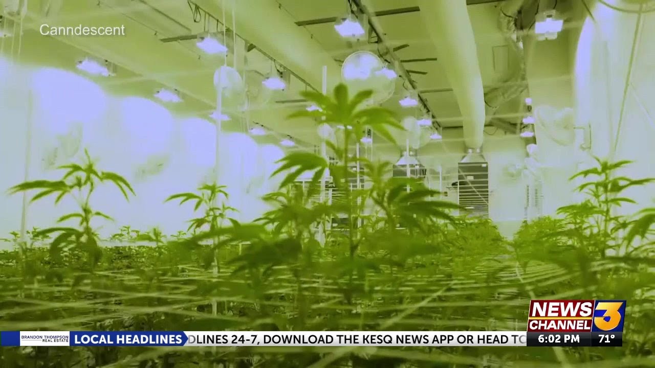 Desert Hot Springs temporarily reduces taxes on cannabis growers by 50