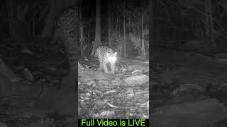 Best Trail Cam Clips Costa Rica  (Aug 2024)