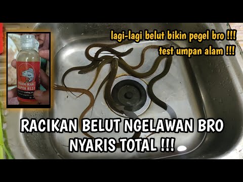 RACIKAN UMPAN BELUT BIKIN MANCING PEGEL BRO