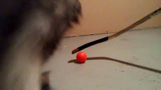 Keeshond doesn't like hockey by Khushi Bearest 64 views 3 years ago 11 seconds