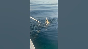 Câu Mực ở Úc: mực bắn nước tung toé |squid Fishing #fishing #squidfishing