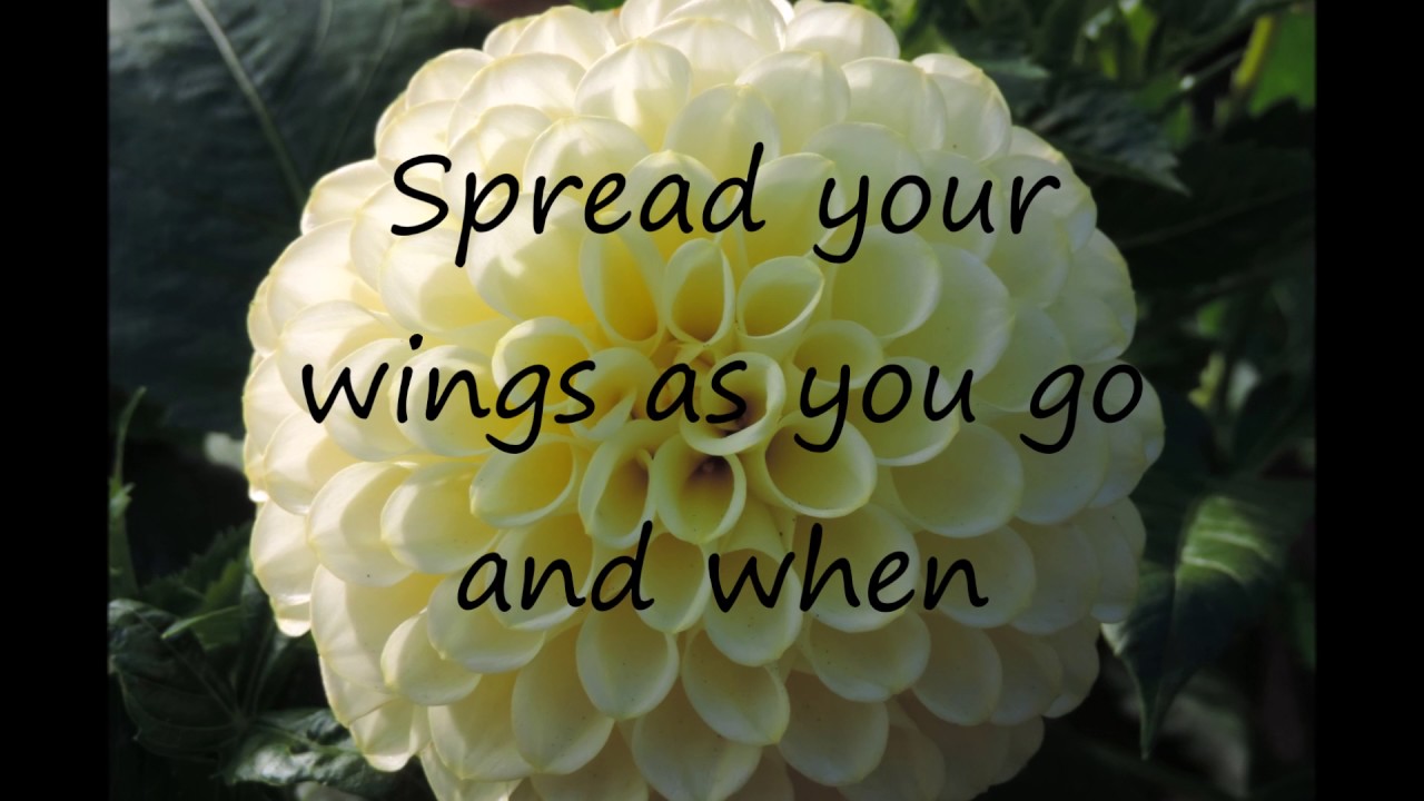 Ed Sheeran Supermarket Flowers Lyrics Youtube