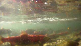 Adams River Salmon run