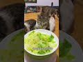 My cat and my dishes Cat’s daily diet Cat’s favorite dishes Cats eat raw vegetables Delicious an