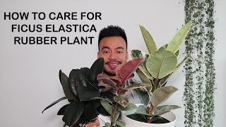 How Care For Rubber Plant [Ficus Elastica] | Houseplant Care YouTube