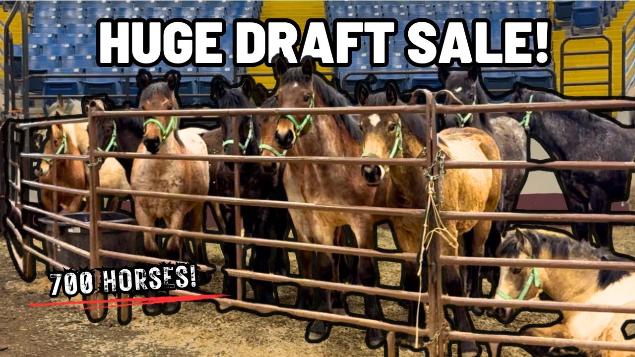 PREPARE YOURSELF! HUGE DRAFT HORSE AUCTION! Unbelievable Horses & Stunning Draft Crosses!