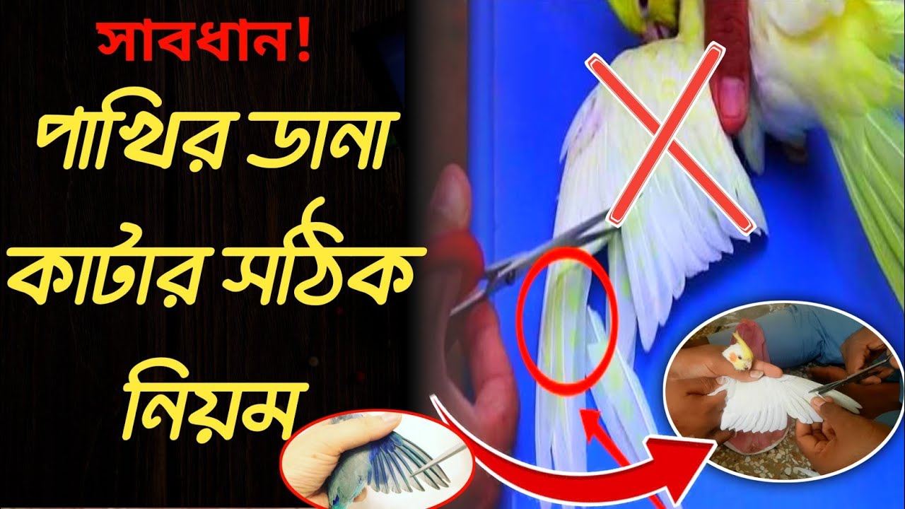 How To Trimming Feathers Of Birds | Bird Wings Trimming | পাখির ডানা ... - Trimming Bird Wing Feathers For Birds With Neurological Disorders