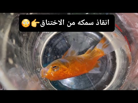 فيديو: 3 طرق لعلاج Ich على الأسماك الذهبية