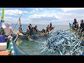 Amazing Needlefish Catch with Ring Seine Fishing Method
