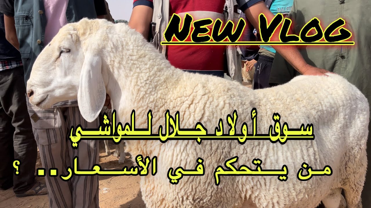 أسعار أضاحي العيد لهذا الموسم من سوق أولاد جلال | تغطية خاصة