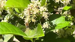 Busy Busy Buzzing 🐝 Bees!