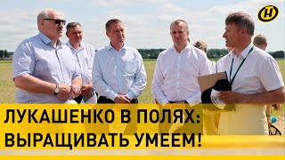 Лукашенко в полях! Что удивило Президента во время инспекции в Могилевской области?