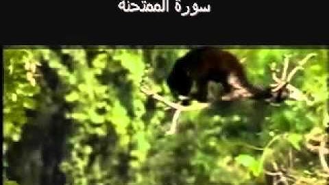 Surat Al Mumtahina (She that is to be examined) سورة الممتحنة‎