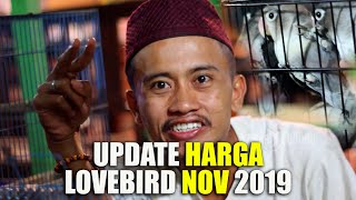 AMBYAR!!! UPDATE HARGA LOVEBIRD NOVEMBER 2019