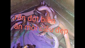 Rắn ri_voi đột biến khi ăn giao lưu cùng anh em///QUANG SUPPER TV