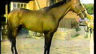 Slew o' Gold - 1984 Marlboro Cup - Part I (CBS) by Vintage North American Horse Racing 5,567 views 13 years ago 9 minutes, 58 seconds