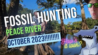 PEACE RIVER FALL 2023!! Fossil Hunting River STATE OF THE UNION #florida #fossil #sharkteeth #shark