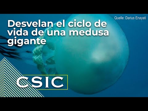 Desvelan el ciclo de vida de una medusa gigante del Atlántico y mar de Alborán