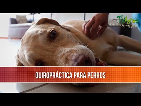 Video: Cuándo Ver A Un Quiropráctico De Perros Y Qué Pueden Hacer