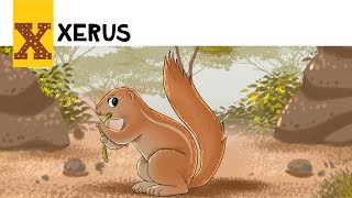 African Animal ABC | Xola the Xerus 