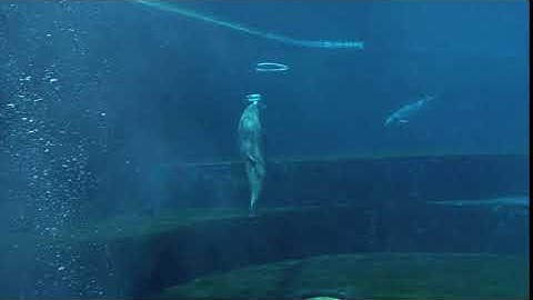 Dolphins blowing vortex rings - physics of turbulences in the water just for fun