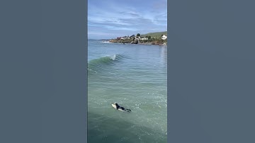 Thumbnail of Cayucos Surf Lessons #surfing #805 #beach #learntosurf #pismobeach #cayucos #surf #bucketlist