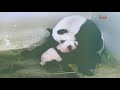 Giant panda Jia Jia and baby - Time to love, hugs and kisses (Part 3) @ Singapore River Wonders